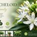 Beautiful Boylecheloid flower with modern garden design